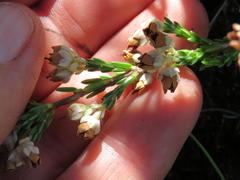 Erica pseudocalycina