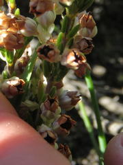 Erica pseudocalycina