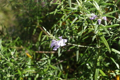 Westringia sericea