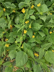 Vigna umbellata