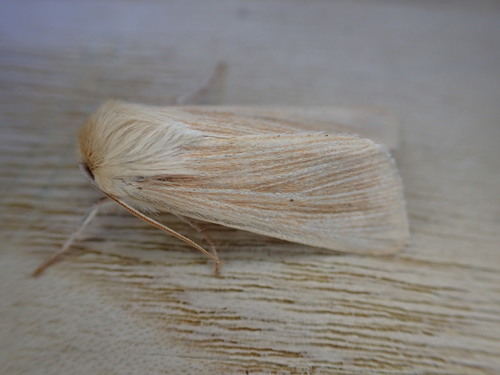 Common Wainscot photo 4