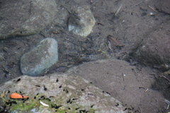 Austropotamobius pallipes