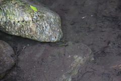 Austropotamobius pallipes