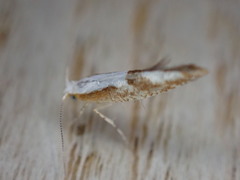 Argyresthia bonnetella