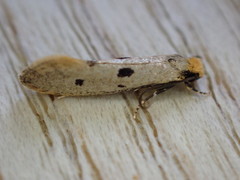 Tinea trinotella