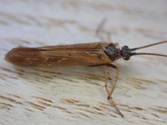 Limnephilus auricula