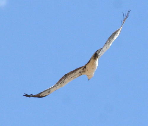 Martial Eagle