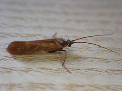 Limnephilus auricula