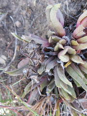 Acrodon bellidiflorus