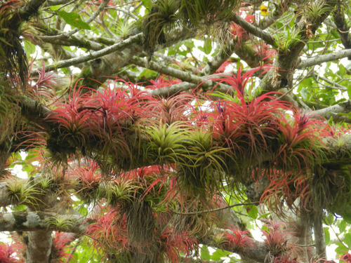 Tillandsia brachycaulos