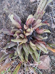 Acrodon bellidiflorus