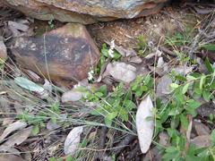 Holothrix parviflora