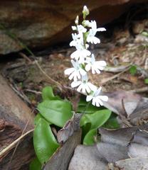 Holothrix parviflora