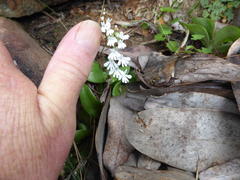 Holothrix parviflora