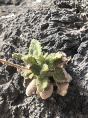 Melissa officinalis altissima