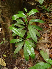 Osage orange (Maclurodendron)