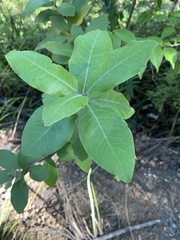 Pittosporum ralphii