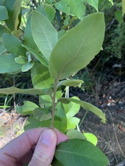 Pittosporum ralphii