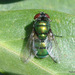 Chrysomya rufifacies - Photo (c) Phil Bendle, alguns direitos reservados (CC BY-NC), uploaded by Phil Bendle