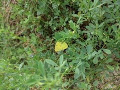 Colias poliographus