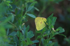 Colias poliographus