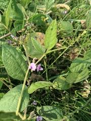 Glycine max soja