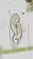 Thuricola kellicottiana