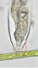 Thuricola kellicottiana