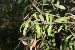 Grevillea linsmithii