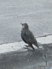 Sturnus vulgaris