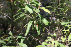 Grevillea linsmithii