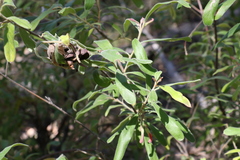 Grevillea linsmithii