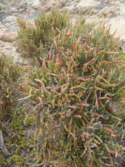 Salicornia littorea