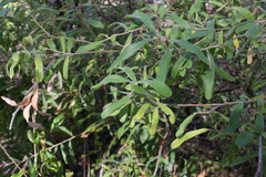 Grevillea linsmithii