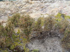 Salicornia littorea