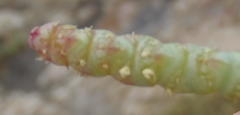 Salicornia littorea