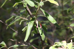 Grevillea linsmithii