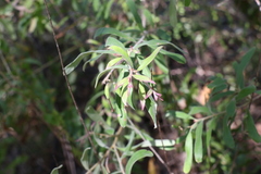 Grevillea linsmithii