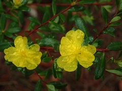 Hibbertia nitida