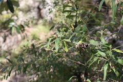 Grevillea linsmithii
