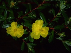 Hibbertia nitida
