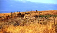 Euplectes capensis capensis