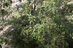 Grevillea linsmithii