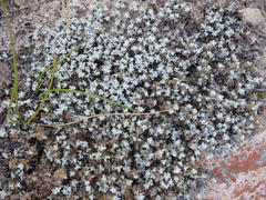 Helichrysum saxicola