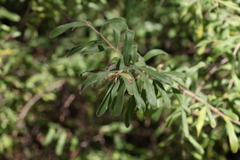 Grevillea linsmithii