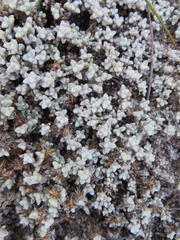 Helichrysum saxicola