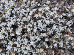 Helichrysum saxicola