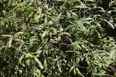 Grevillea linsmithii