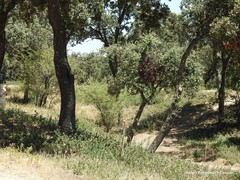 Phillyrea angustifolia