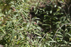 Grevillea linsmithii